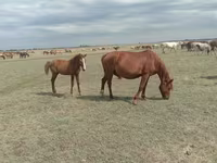 Klisna, Mugalzhar horse — foto 6