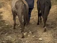 Cheval, Black Sea breed — photo 7