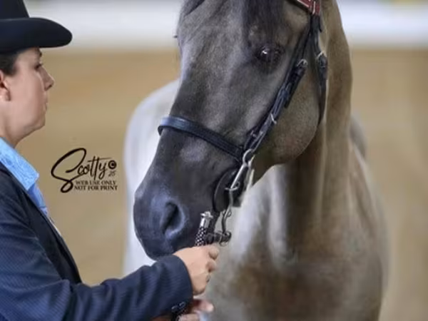 Cheval, Rocky Mountain Horse