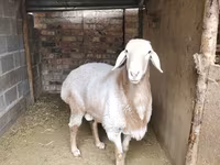 公羊, Arashan sheep — 照片 4