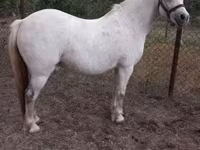 Madyan, Falabella — foto 1