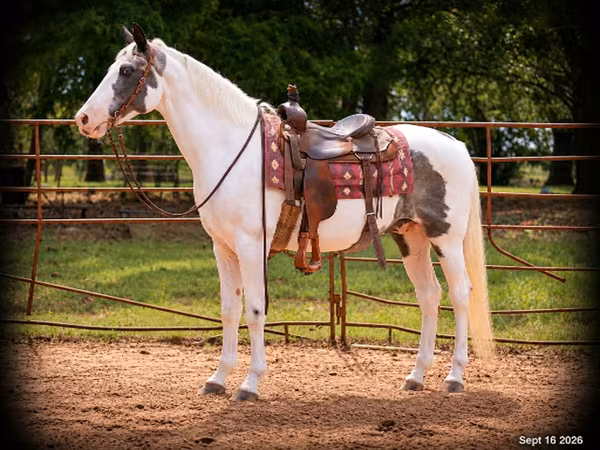 Cheval, National Show Horse