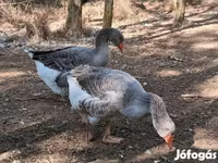 Geese — الصورة 1