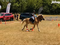 Caballo, Haflinger — foto 1