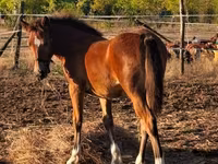 घोड़ी, Haflinger — फ़ोटो 2