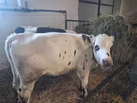 雌牛, Russian Black pied cattle — 写真 8