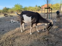 Dişi keçi, Toggenburg goat — foto 7