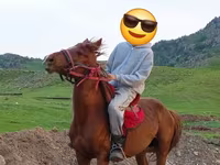 Caballo, Anglo-Arabian — foto 5