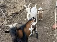 Cabras (lote, sexo no especificado), Cabras — foto 3