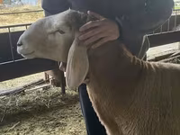 Ram, Hissar sheep — photo 4