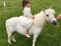 母马, Miniature horse — 照片 7