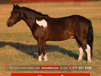 Cheval, Pinto horses — photo 1