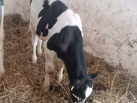 Vaca, Russian Black pied cattle — foto 5