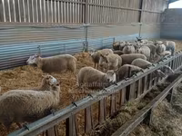 Brebis, Rouge de l’Ouest sheep — photo 2