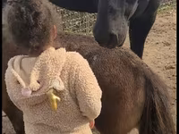 Stute, Appaloosa — Foto 2