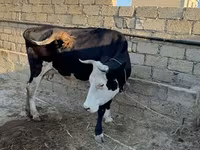 母牛, Red-spotted breed — 照片 4