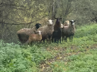 Brebis, Moutons — photo 1