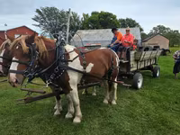 Cheval, Pinto horses — photo 3