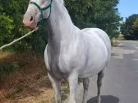 Mare, Lipizzaner — photo 2