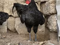 Australian Pit Game fowl — photo 1