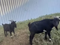 公山羊, Nigerian dwarf goats — 照片 1