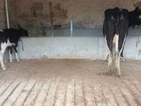 Krava, Latvian Blue cattle — foto 4