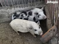 خنزير ذكر, Вьетнамская вислобрюхая — الصورة 2