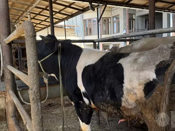 ثور, Russian Black pied cattle