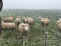 Widder, Ile-de-France sheep — Foto 4