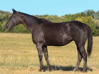 母马, Quarter Horse — 照片 1