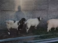 公山羊, Goats — 照片 4