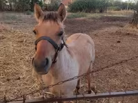 घोड़ा, Welsh Cob — फ़ोटो 6