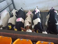 Byk, Russian Black pied cattle — zdjęcie 6