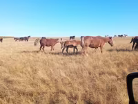 Égua, Horse breed — foto 8