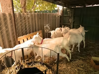 Goats (batch, sex not specified), Pomellata goat — photo 2