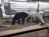 公羊, Sheep — 照片 1