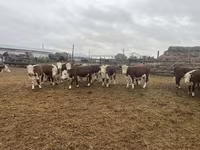 Vaca, Vaca kazaja de cabeza blanca — foto 1