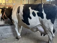Vaca, Raza Holstein — foto 3