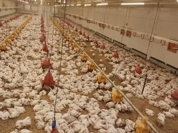 Chickens
