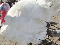 Turkeys — фото 1