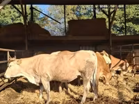 गाय, Blonde d’Aquitane cattle — फ़ोटो 1