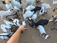 母山羊, Nigerian dwarf goats — 照片 5