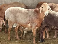 Bélier, Moutons — photo 2