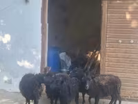 雌羊, Ouessant sheep — 写真 1