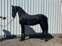 Cheval, Friesian — photo 3