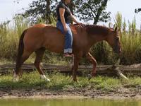 Kůň, Quarter Horse — foto 4
