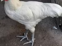 澳洲黑 — 照片 1