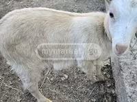 Chèvre, Megrelian goat — photo 3