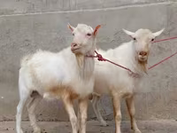 母山羊, Saanen goat — 照片 1