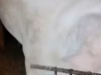 मादा सूअर, Ландрас — फ़ोटो 4
